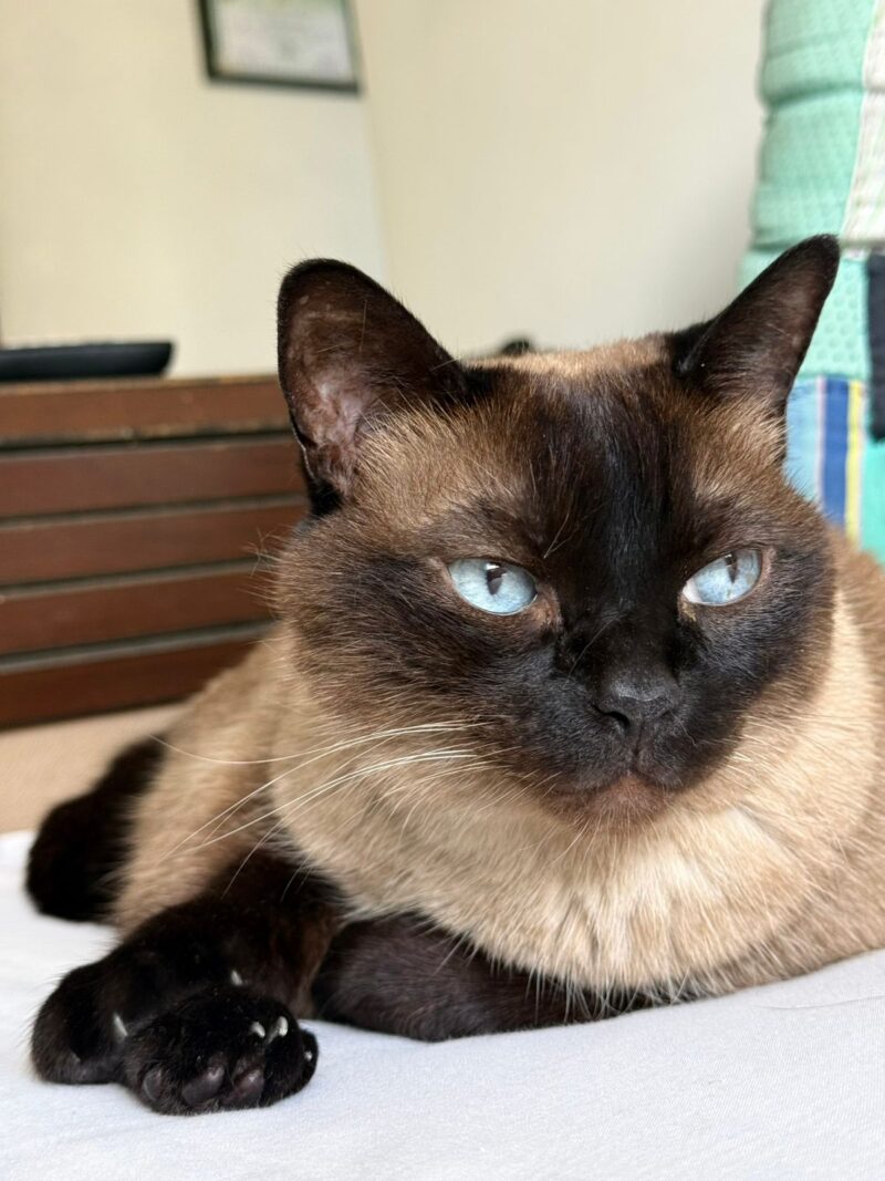 O calor intenso pode provocar desidratação, mal-estar, queda de energia e quadros graves como a hipertermia, condição em que a temperatura corporal do animal